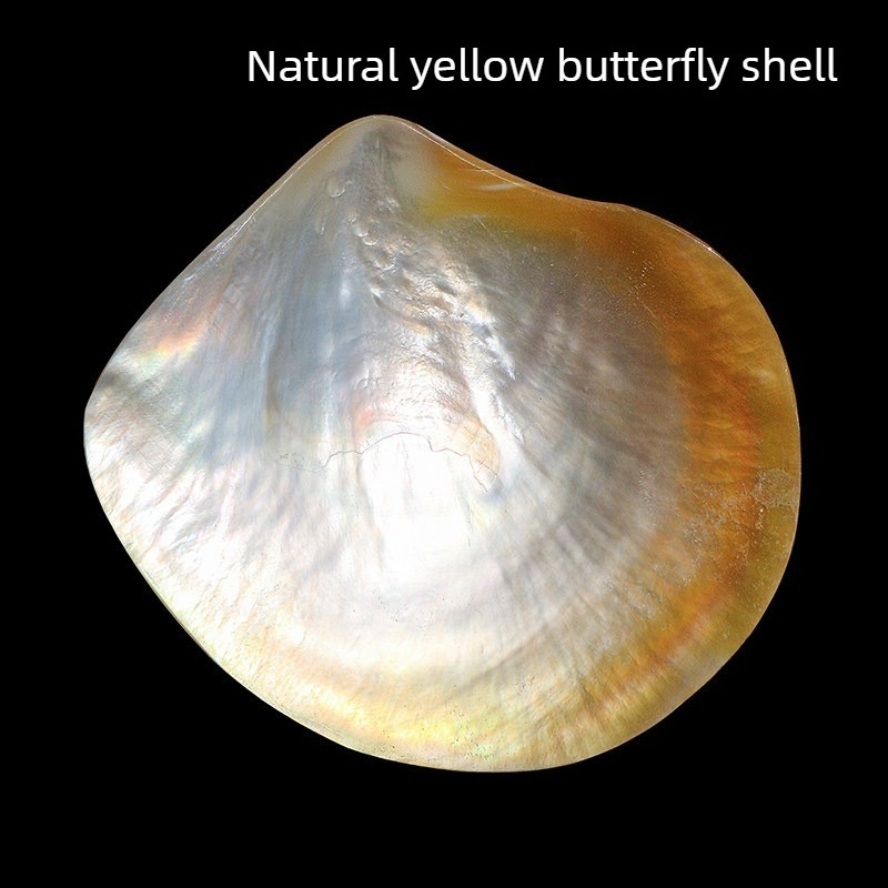 Aquarium Fish Yellow - Conchas de Mariposa Amarillas Naturales, Colección