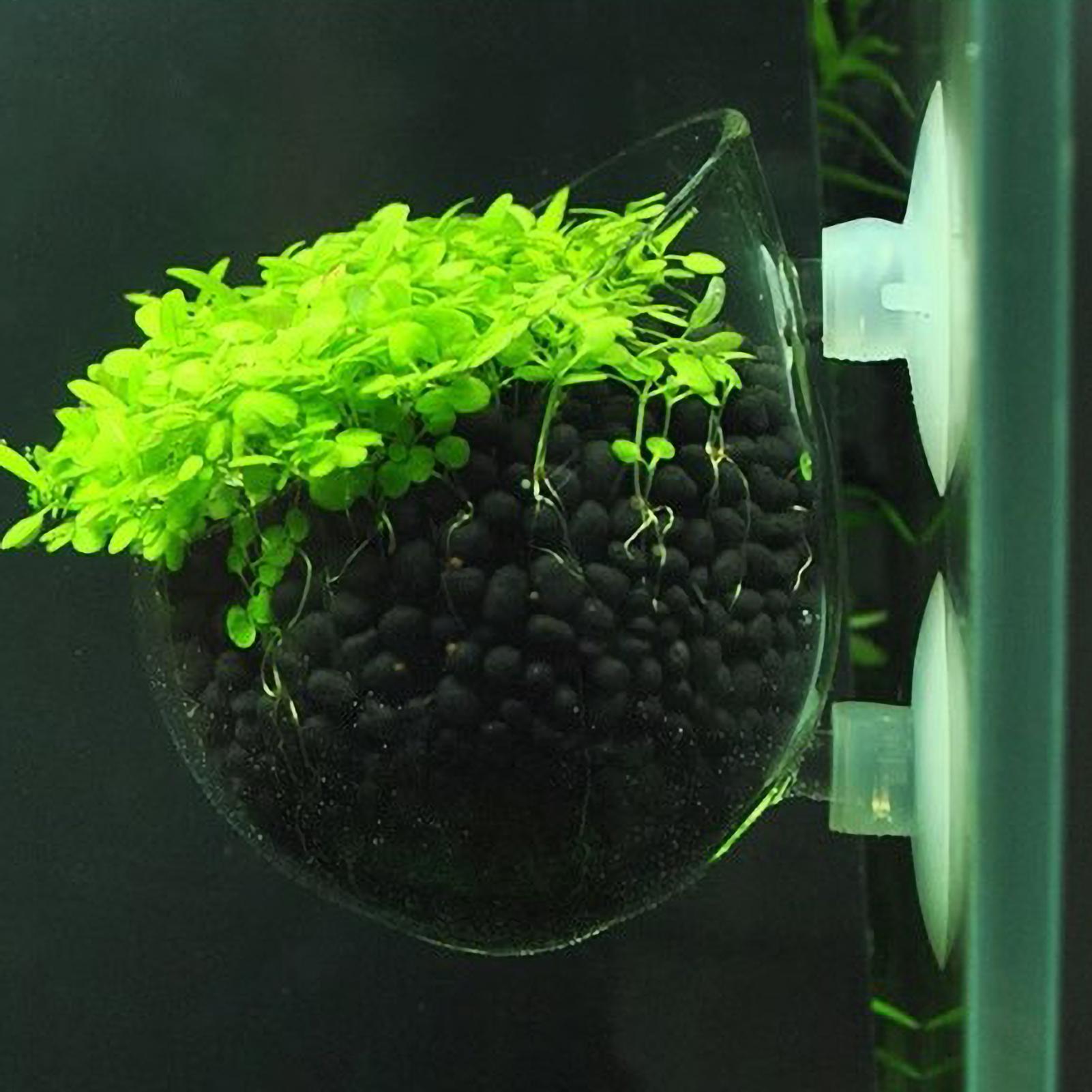 Aquarium Fish Only - Soporte para Plantas de Acuario, Maceta