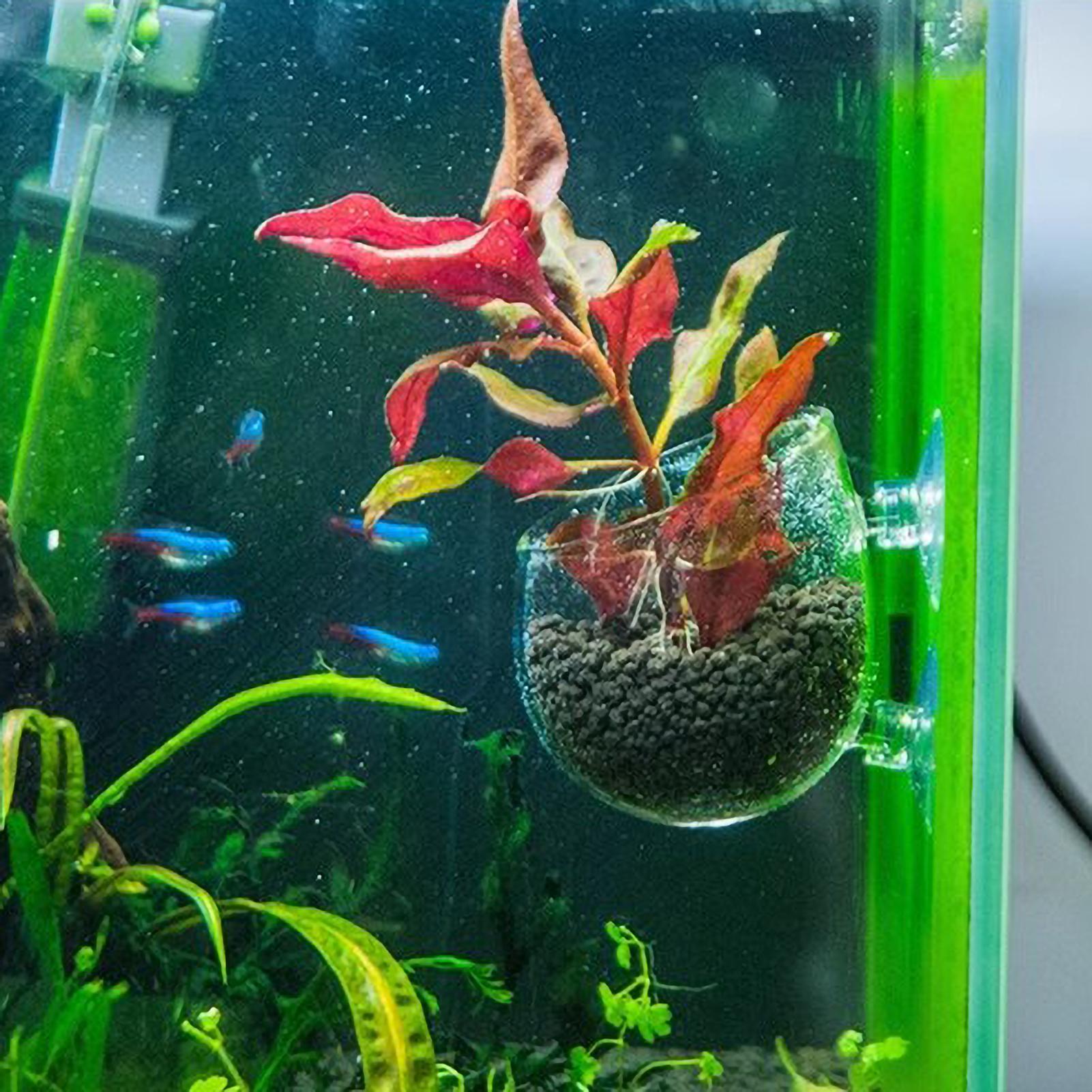 Soporte para Plantas de Acuari - Aquarium Fish Only reseña y precio