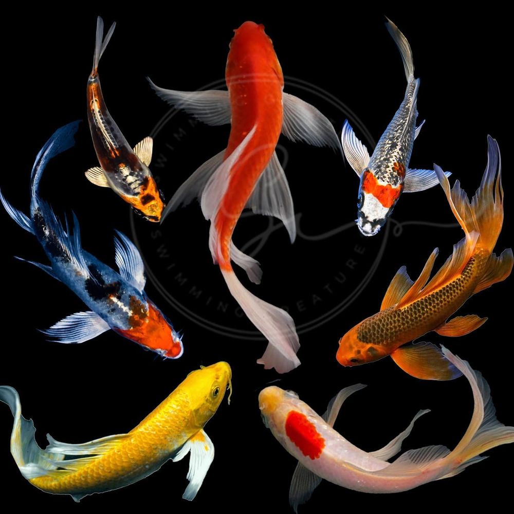 Peces Koi Vivos de Colores Sur - Aquarium Fish Koi reseña y precio