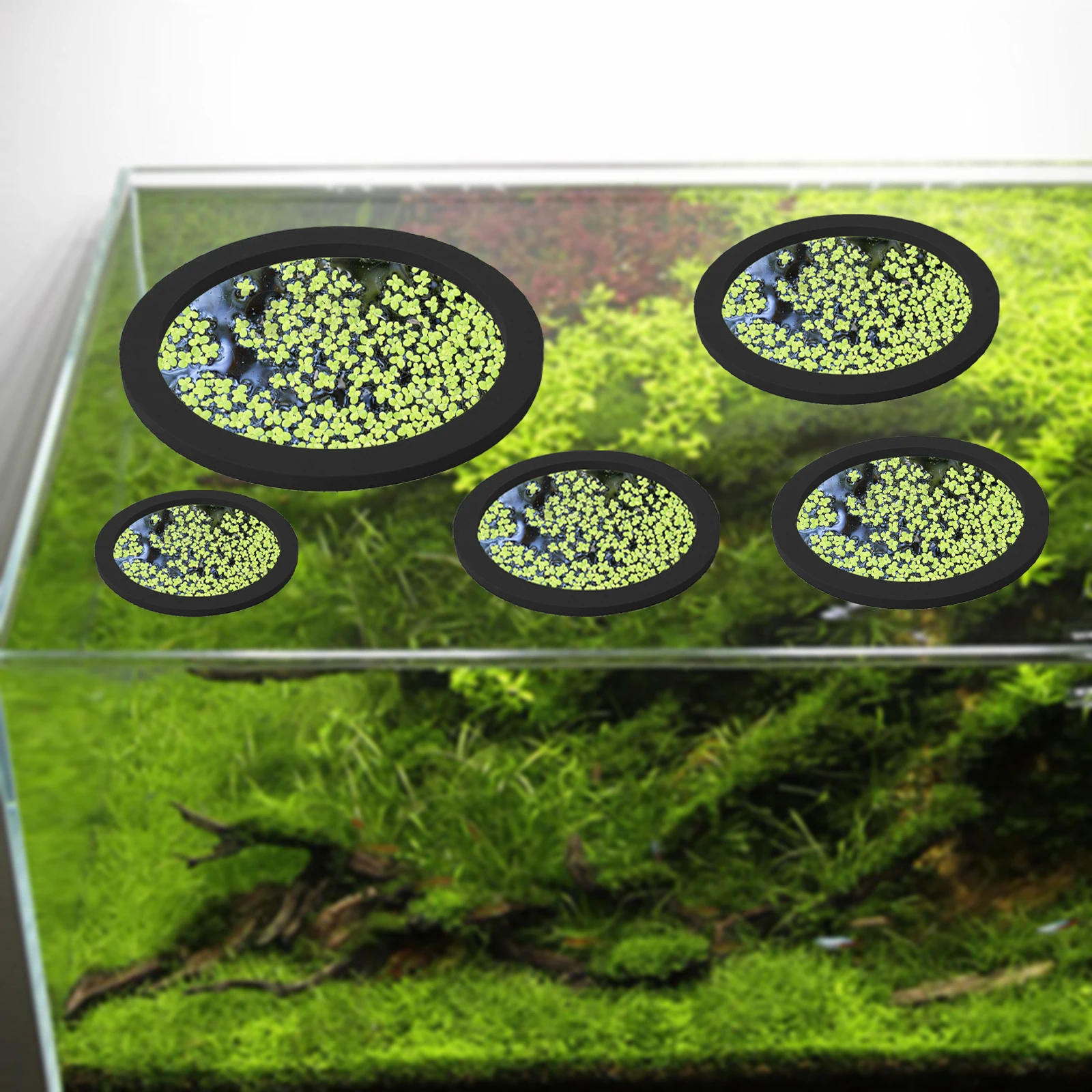 5 uds EVA anillo de alimentaci - Aquarium Fish Marine reseña y precio
