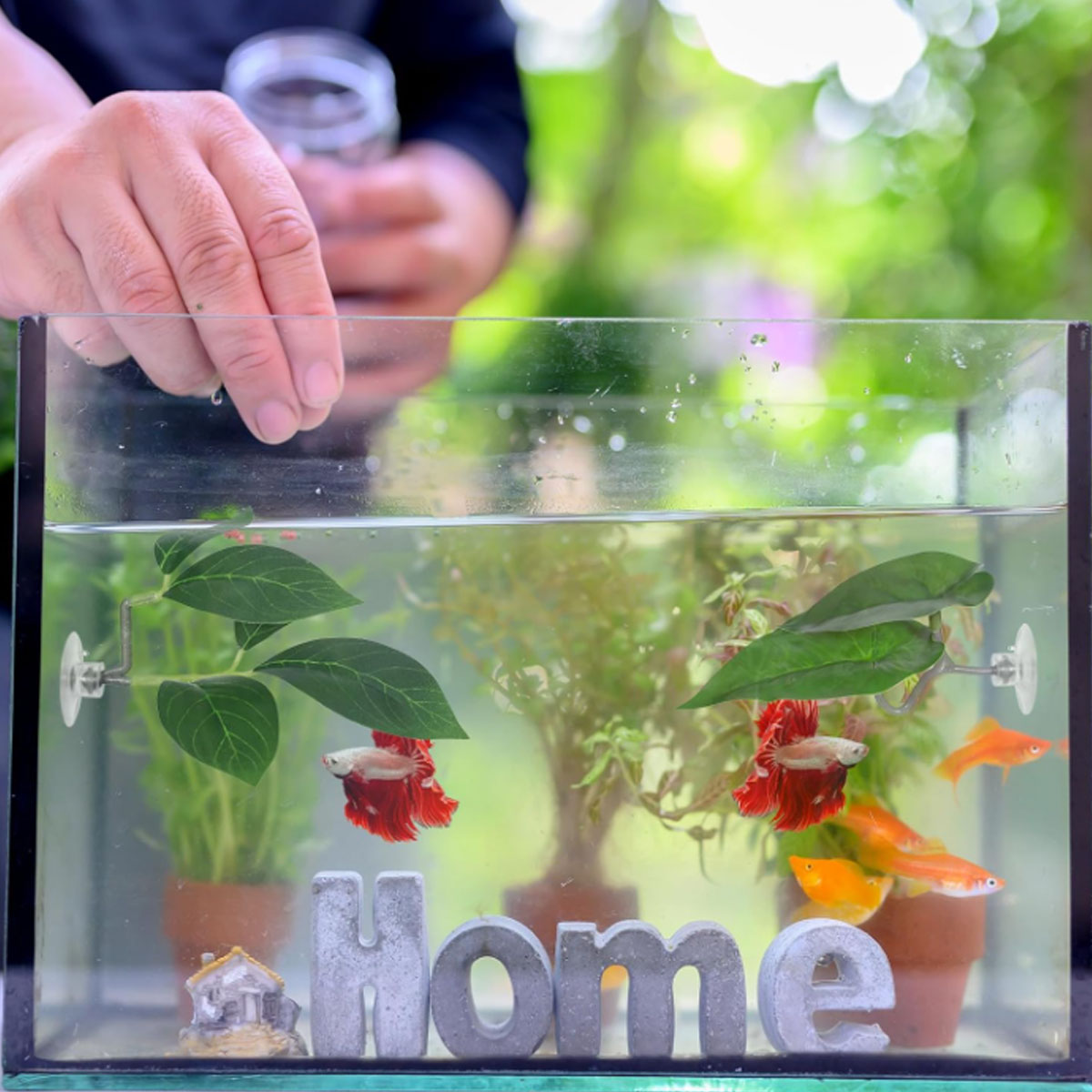 Hamaca para peces Betta, decor - Aquarium Fish Only reseña y precio